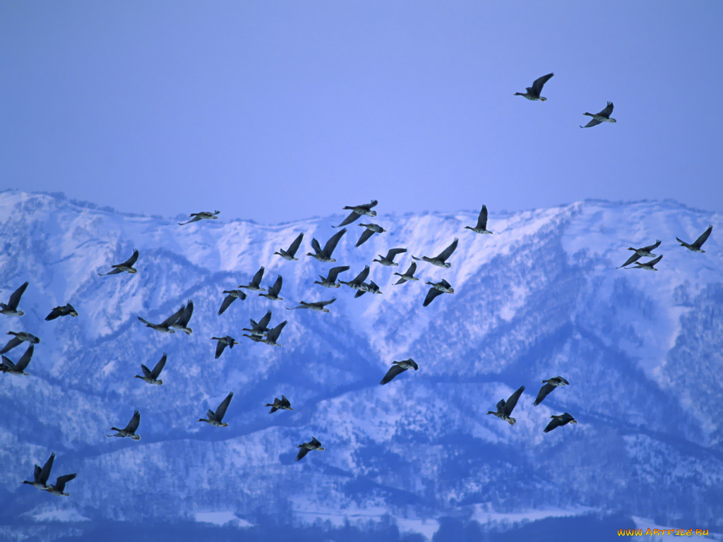 животные, гуси