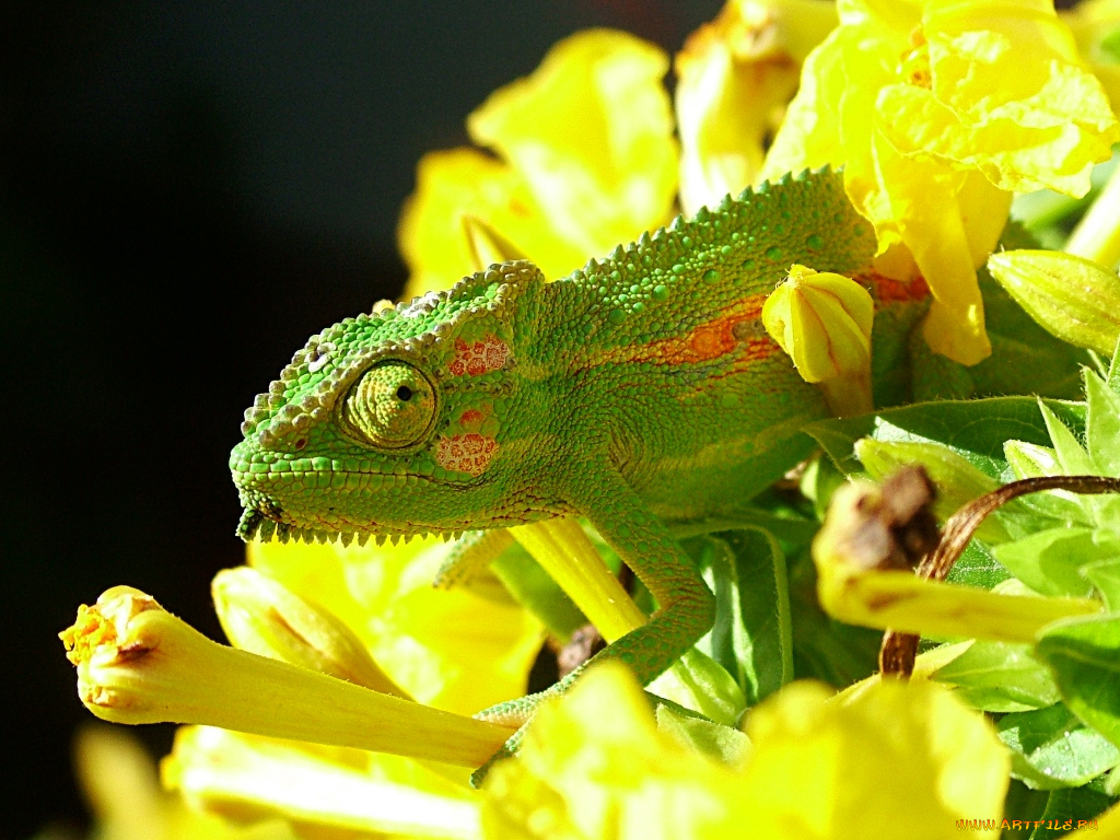 животные, хамелеоны