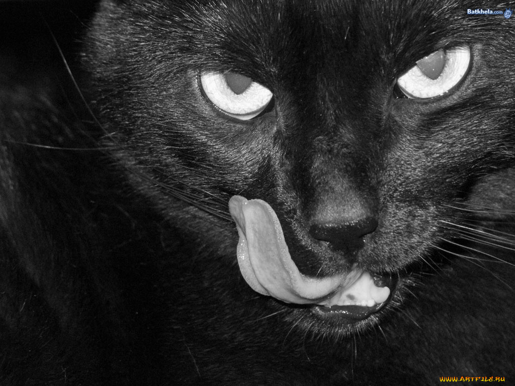 животные, коты