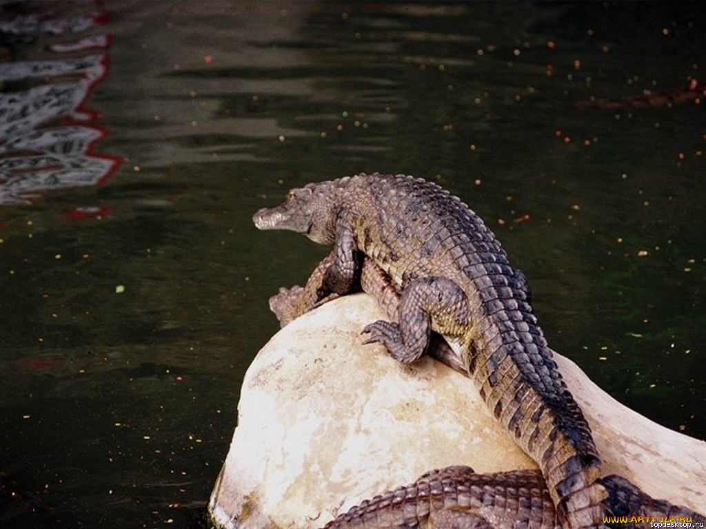 животные, крокодилы