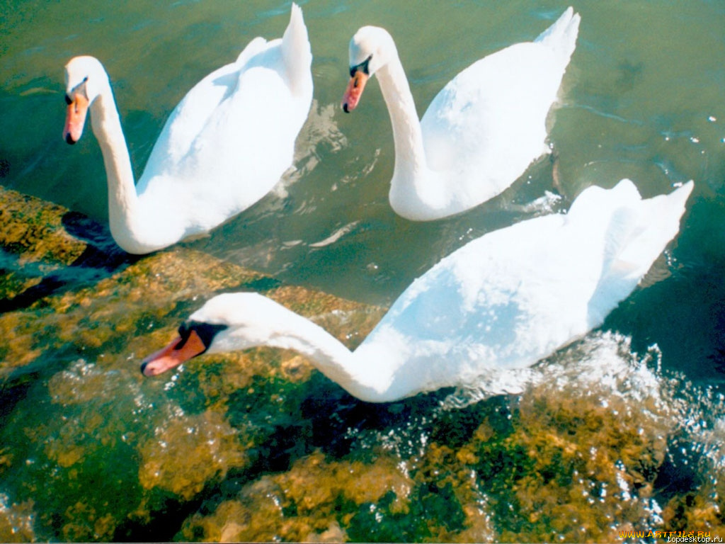животные, лебеди