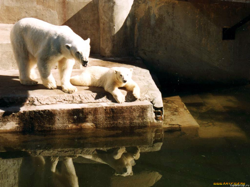 животные, медведи