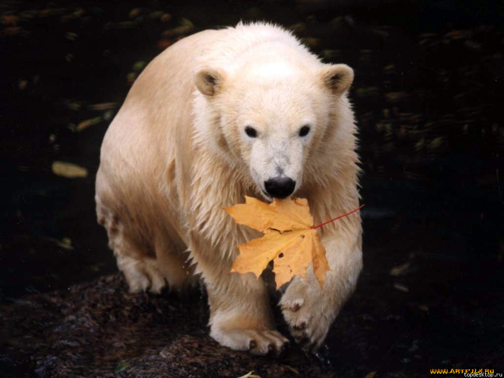 животные, медведи