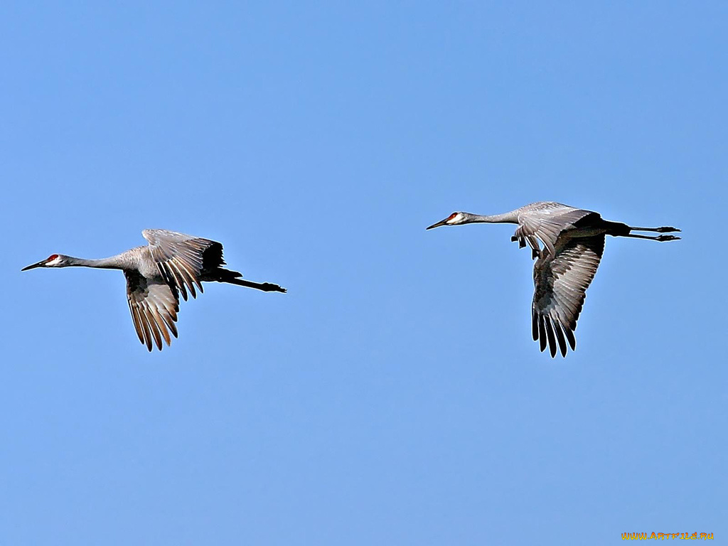 животные, журавли