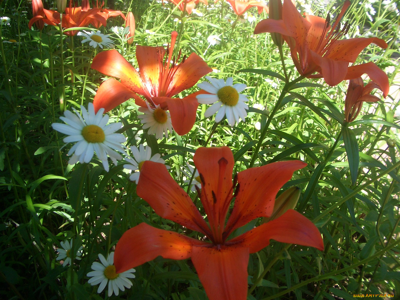 цветы, разные, вместе