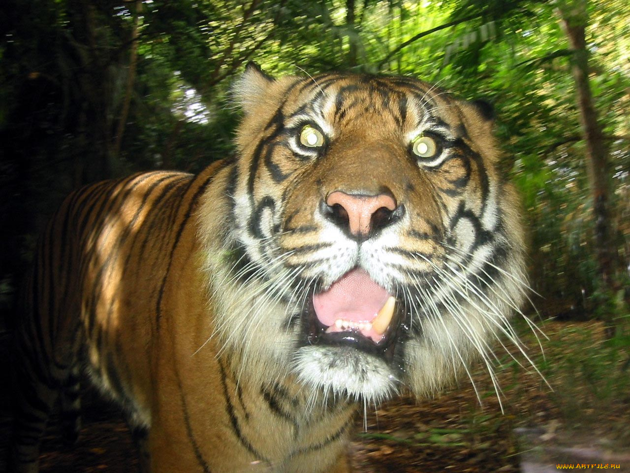 животные, тигры