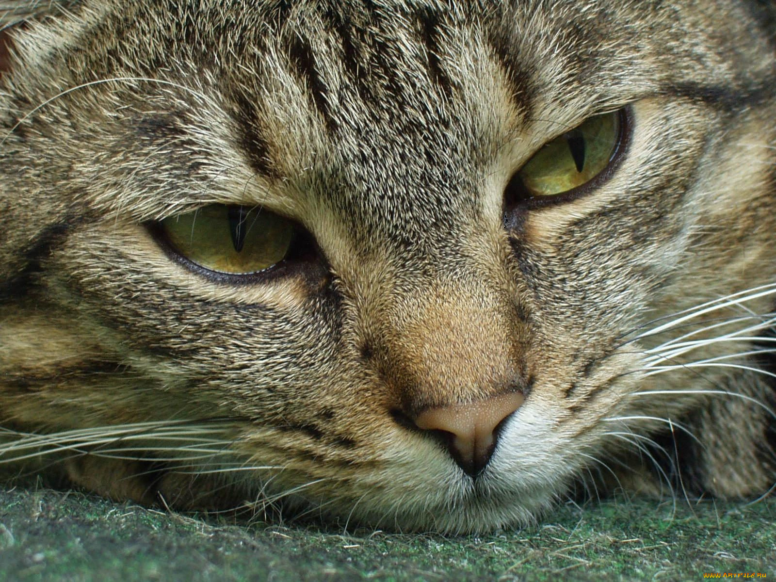 животные, коты