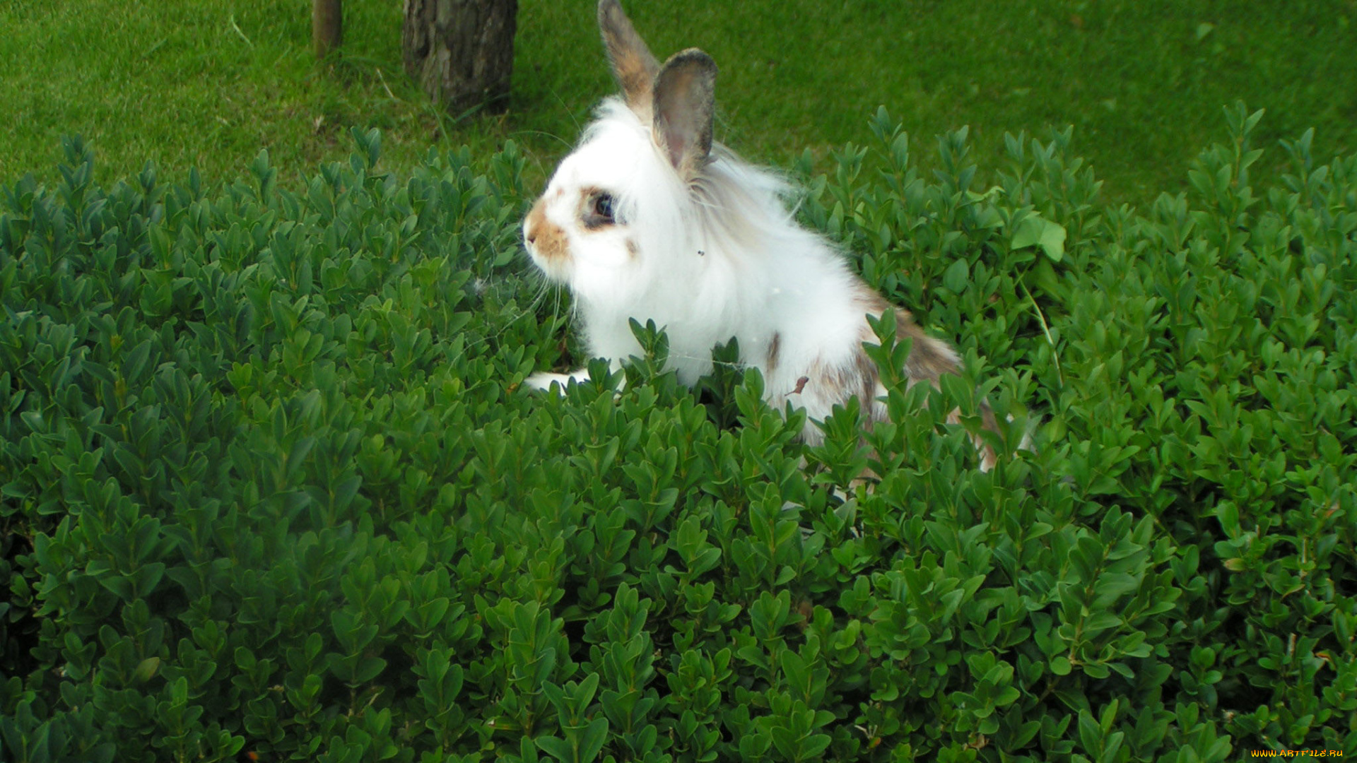 животные, кролики, зайцы