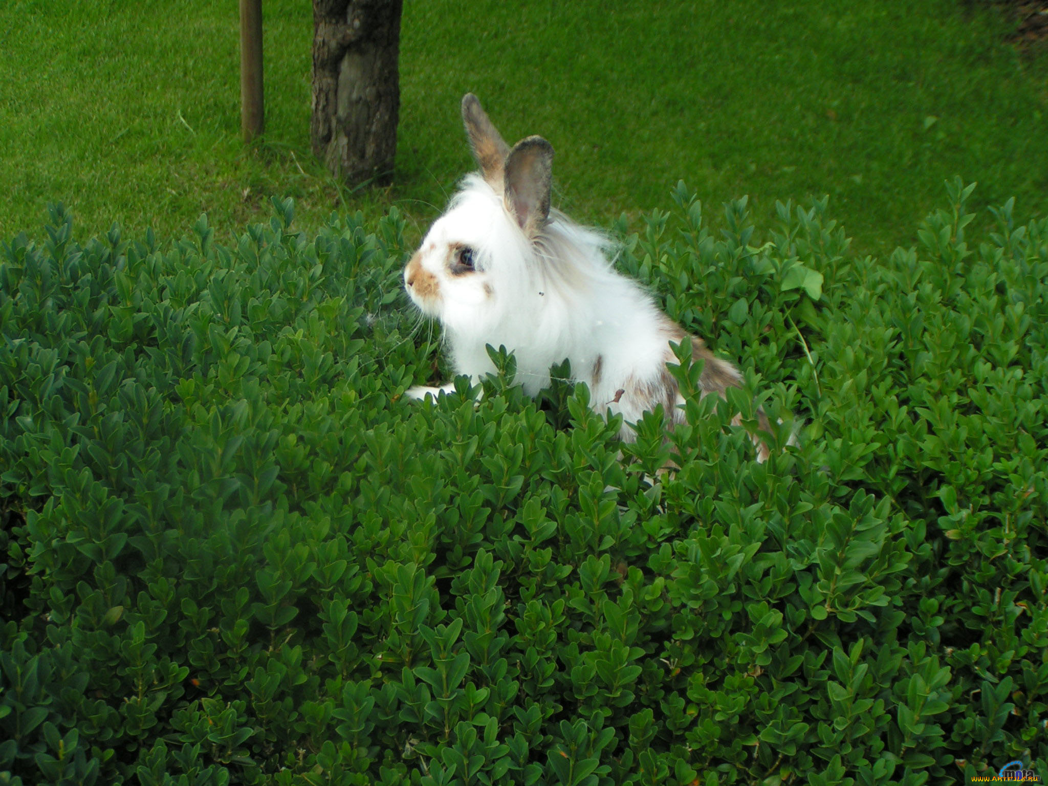 животные, кролики, зайцы