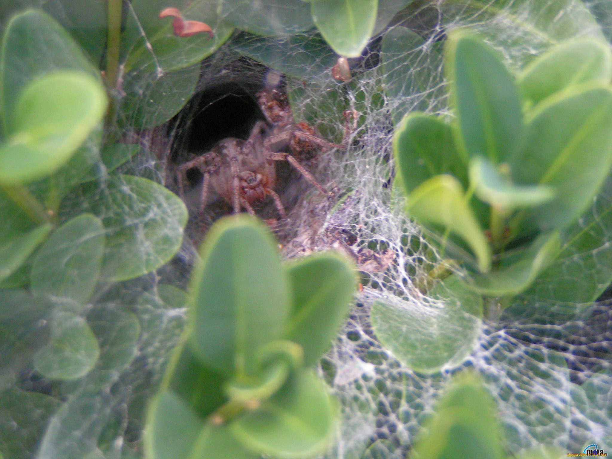 животные, пауки