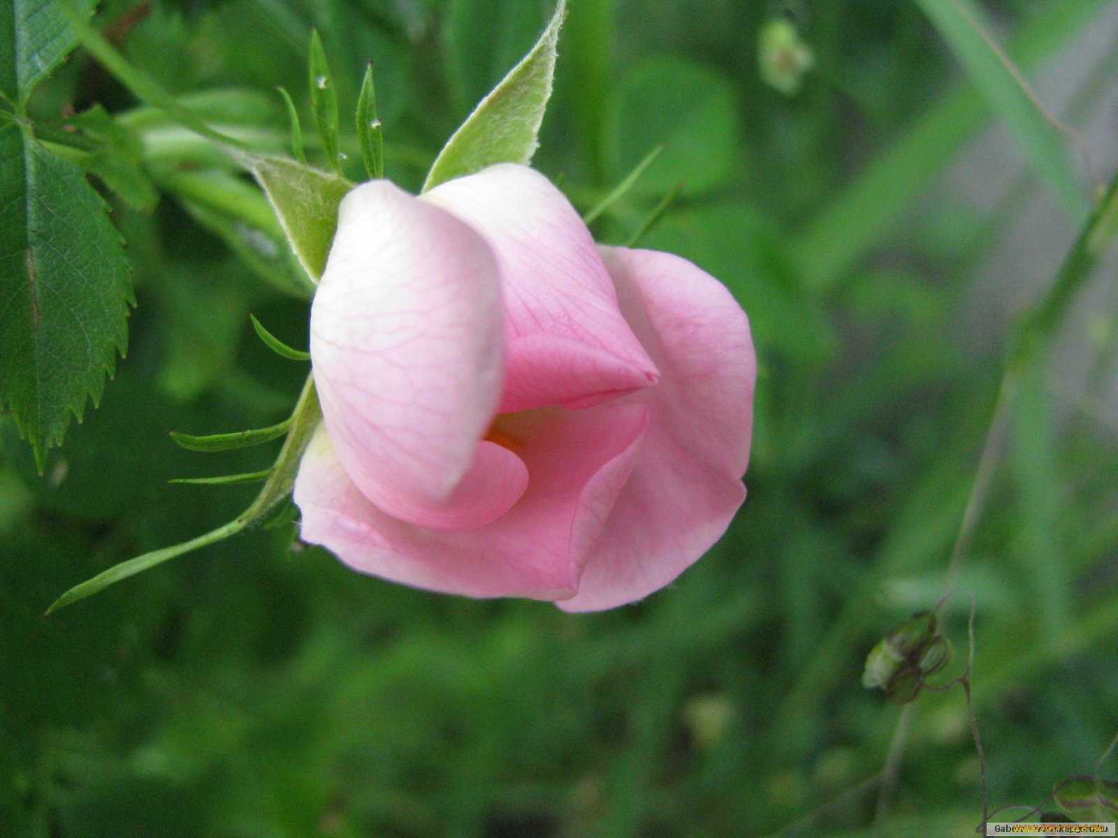 цветы, розы