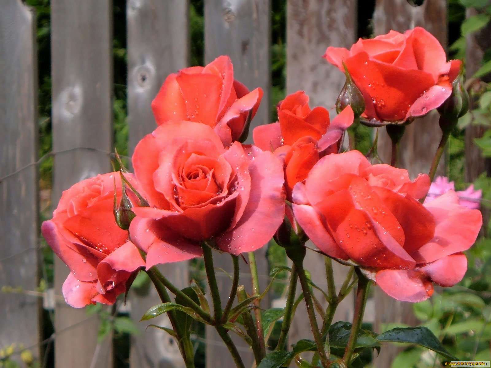 цветы, розы