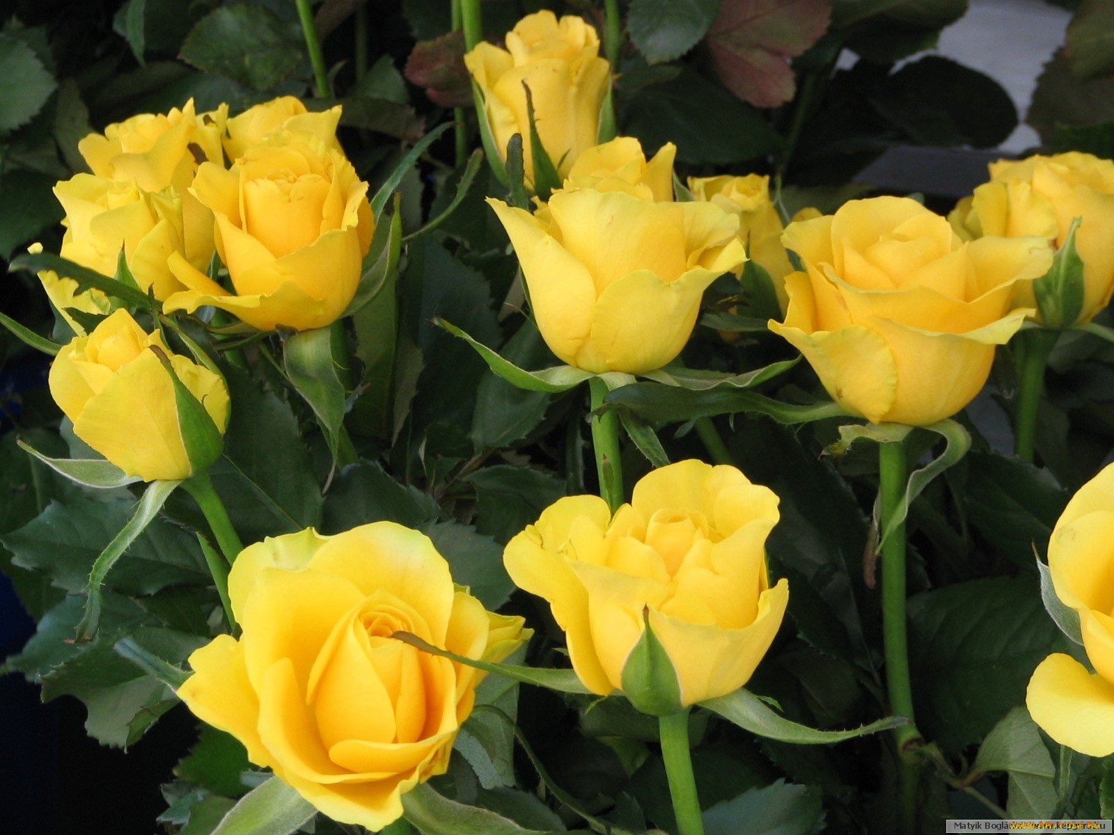 цветы, розы