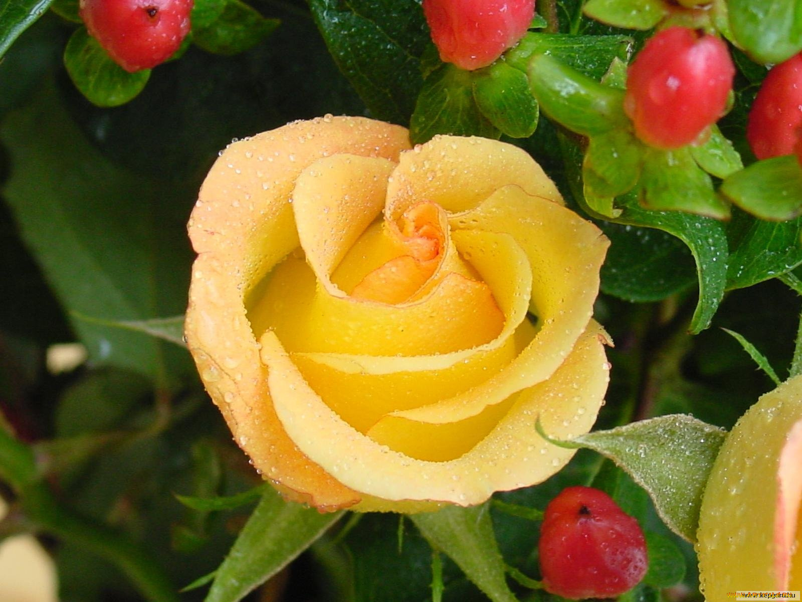 цветы, розы