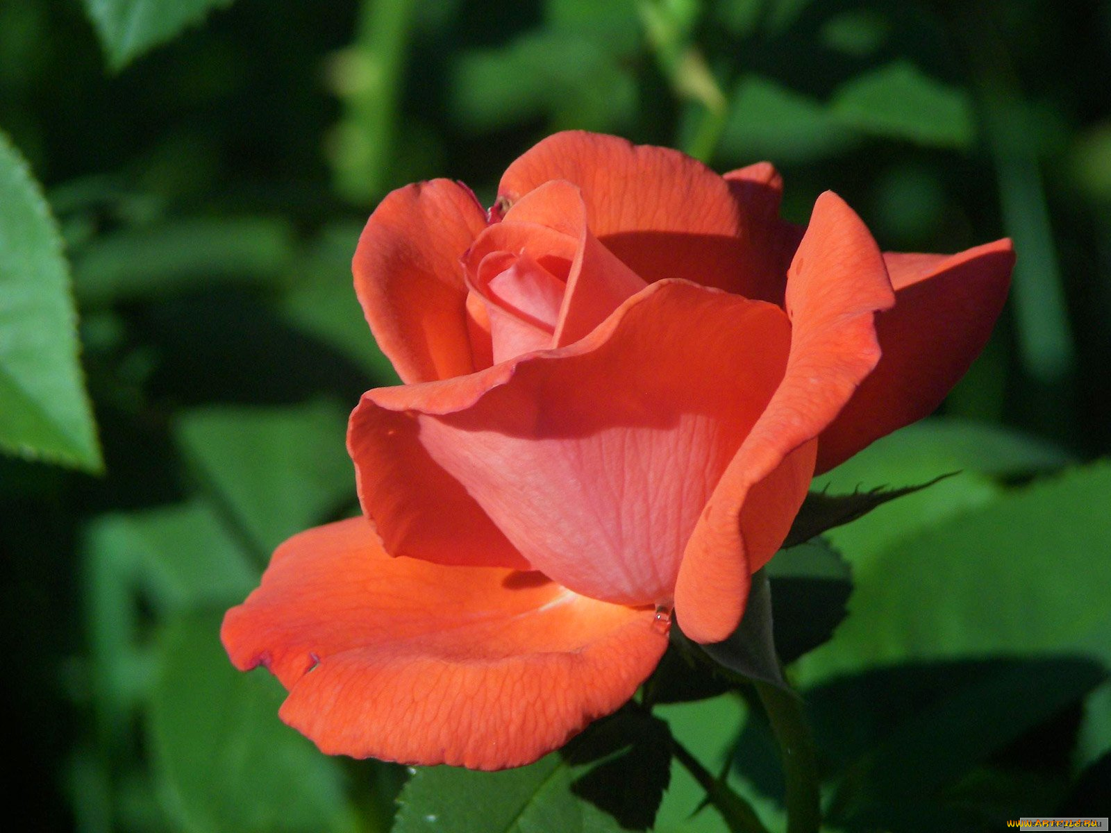 цветы, розы