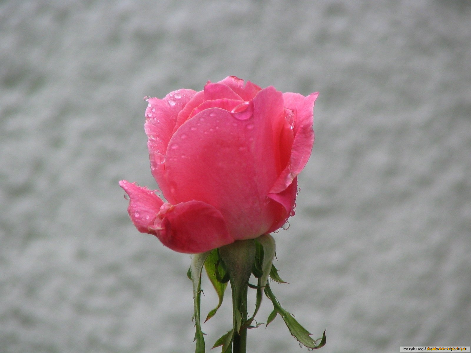 цветы, розы