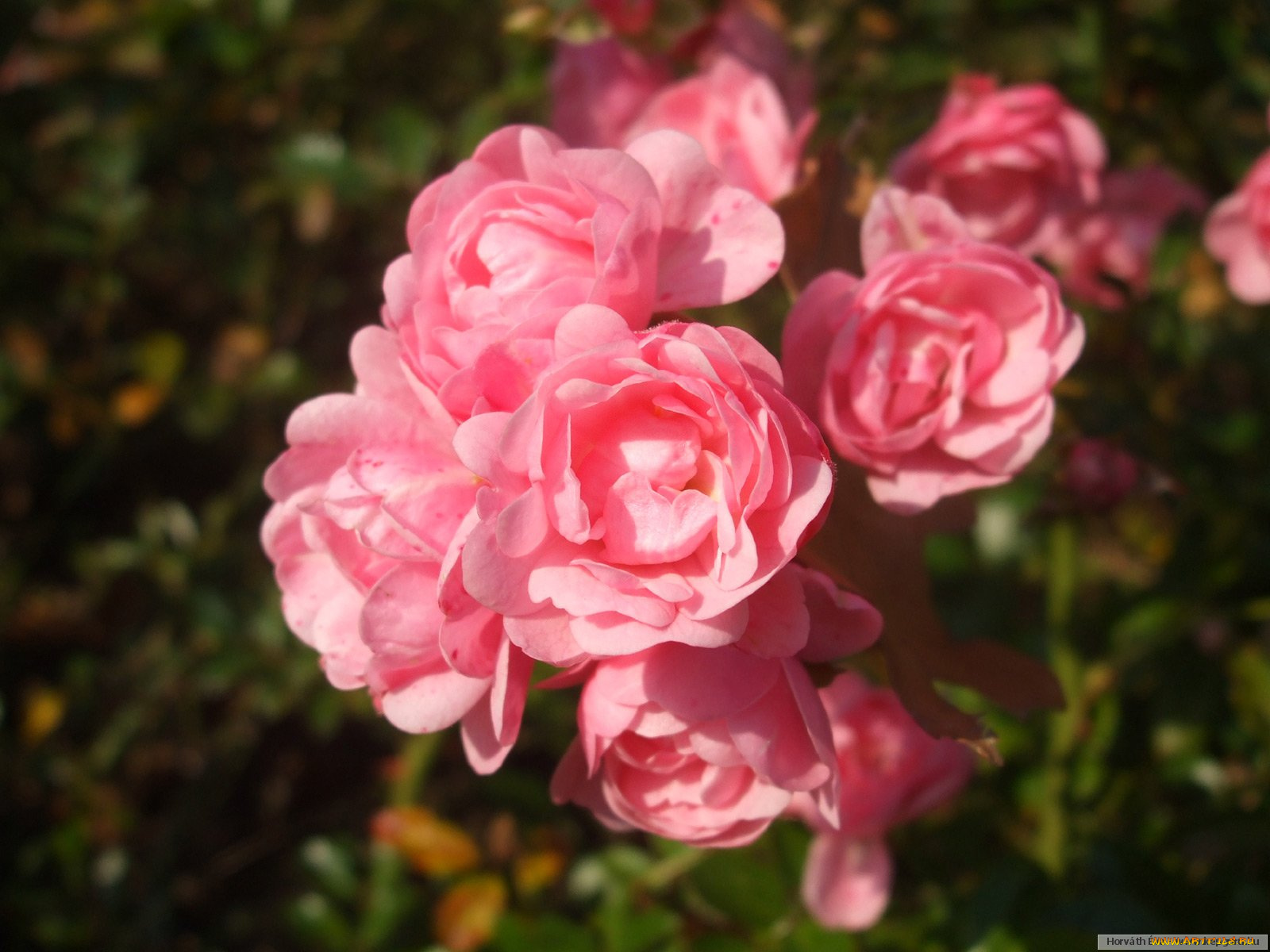 цветы, розы