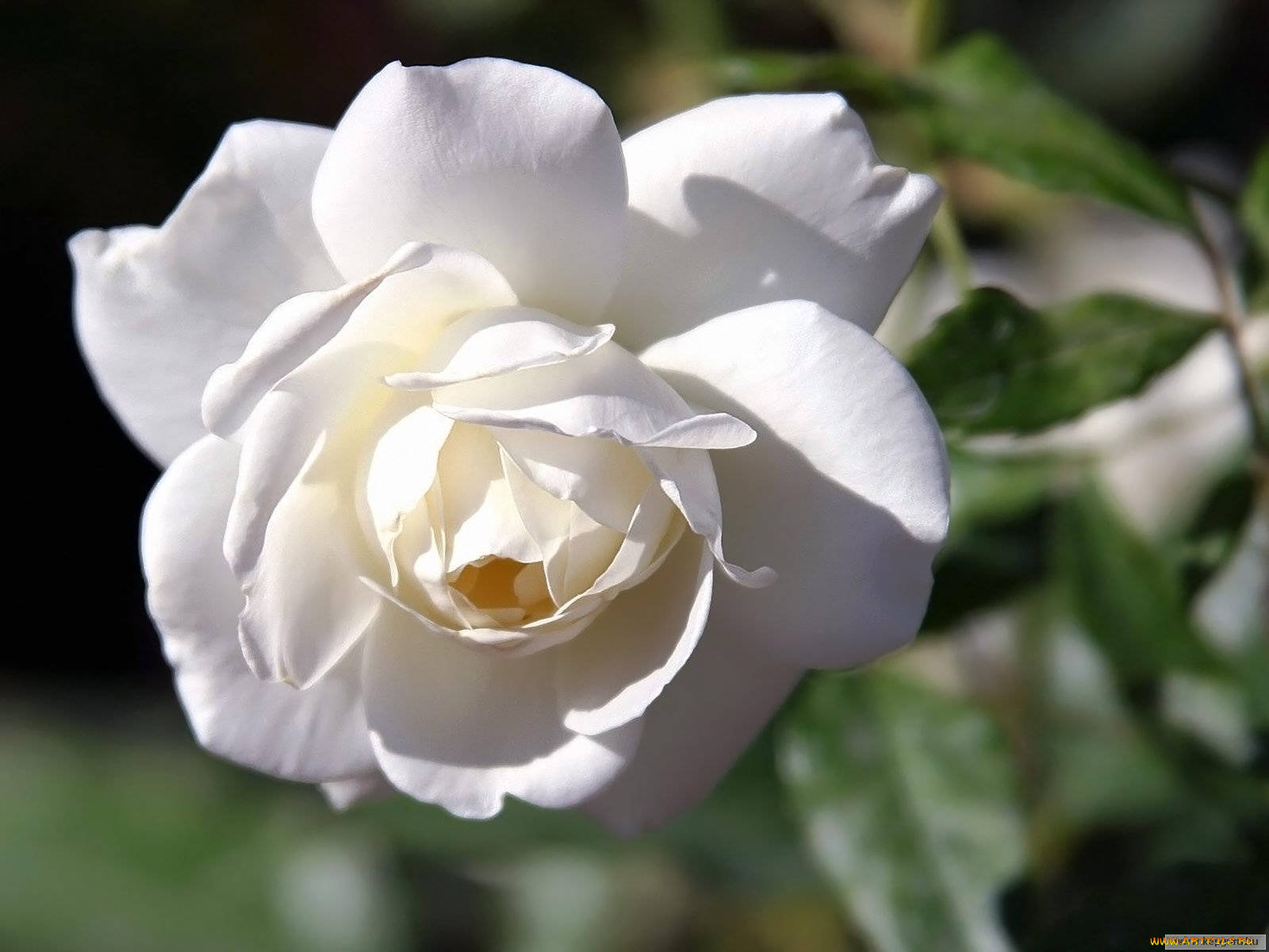 цветы, розы