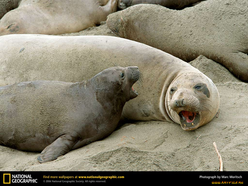 животные, тюлени, морские, львы, котики