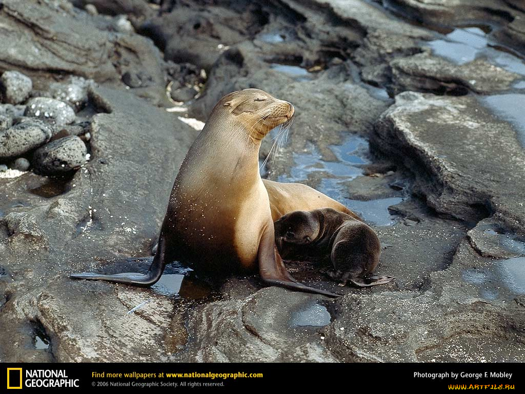 животные, тюлени, морские, львы, котики