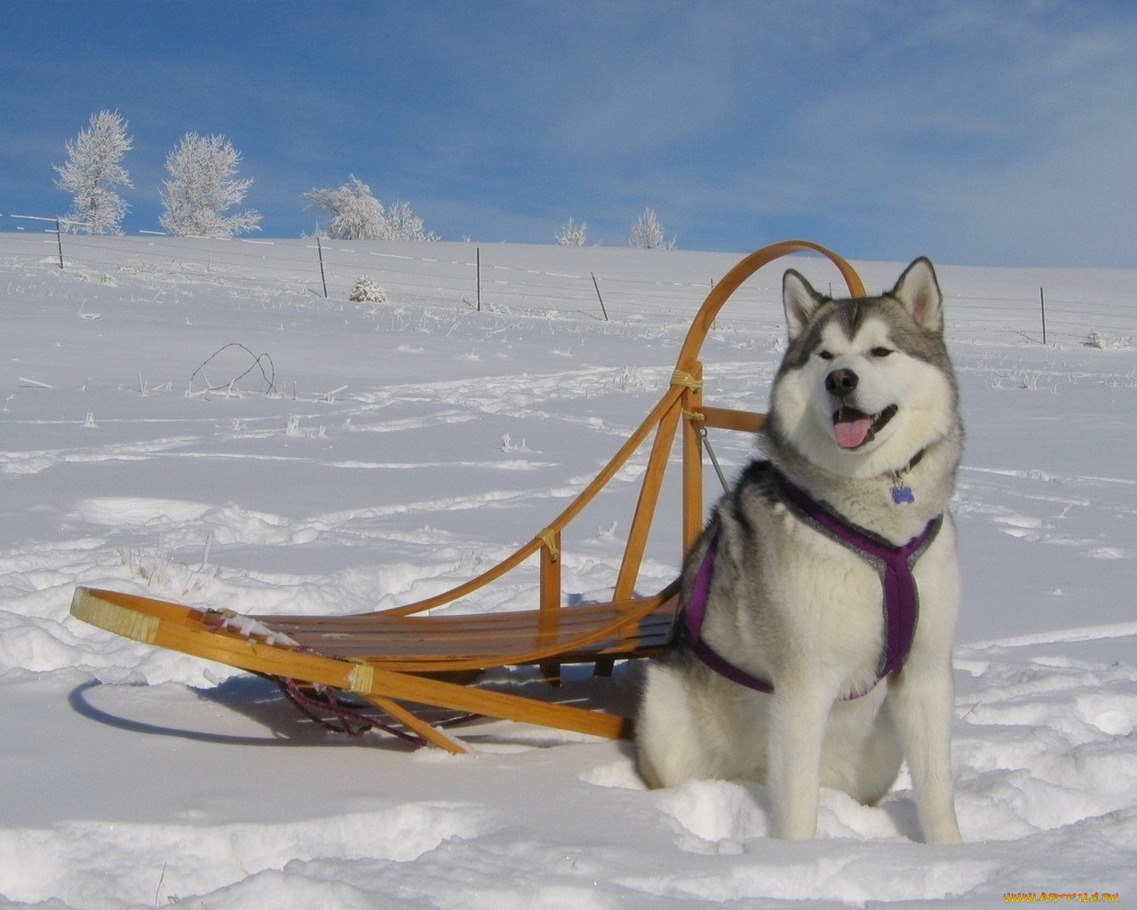 животные, собаки