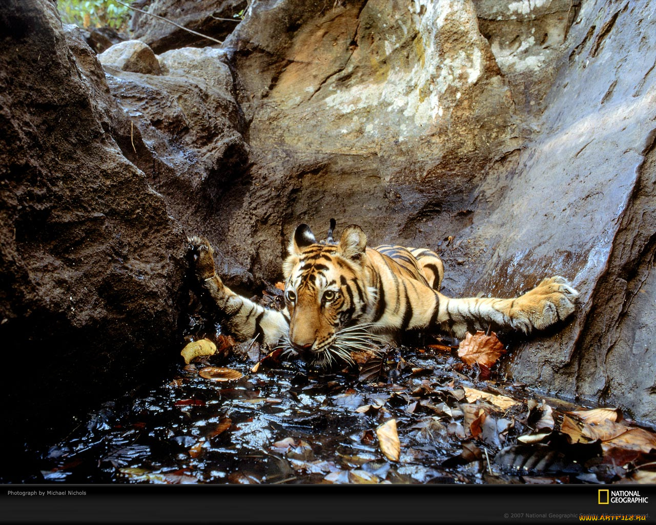 животные, тигры