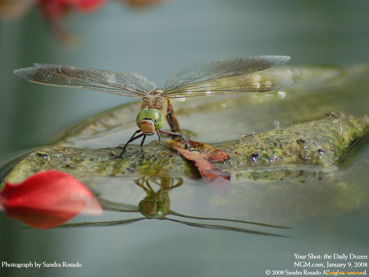 животные, стрекозы