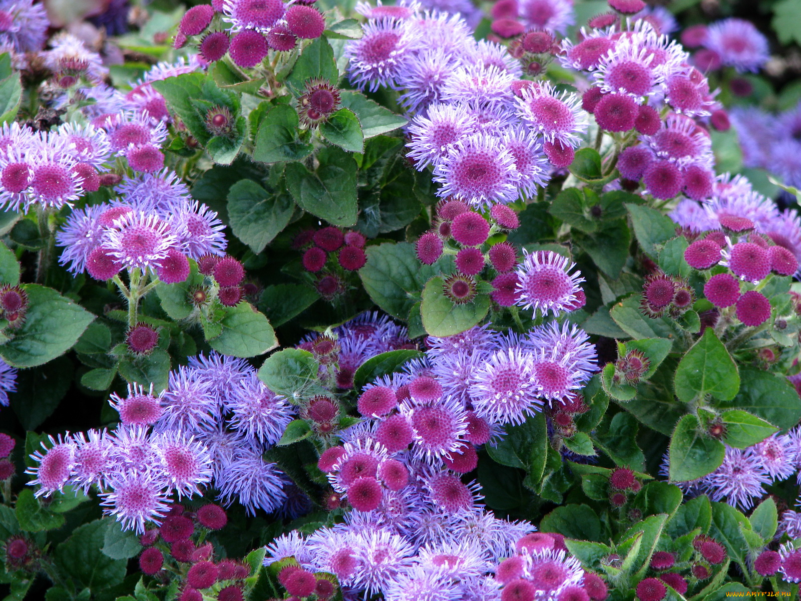 цветы, агератум