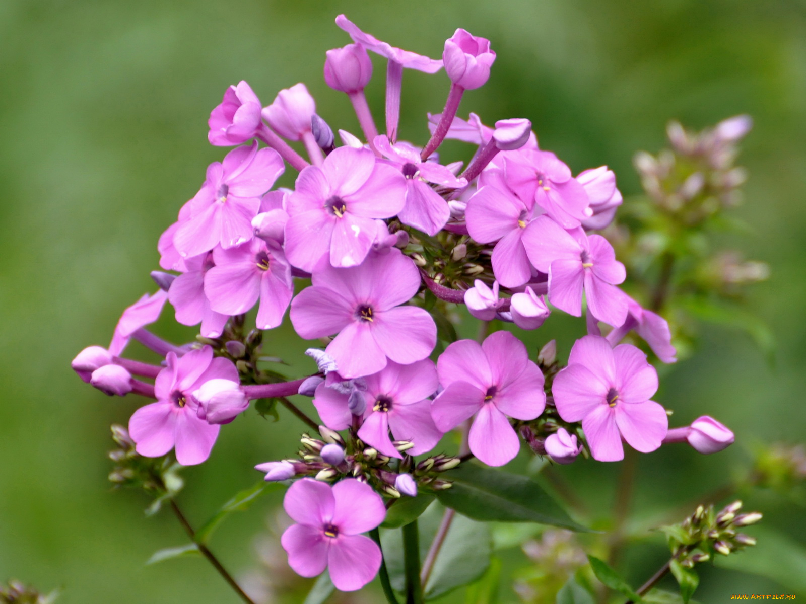 цветы, флоксы