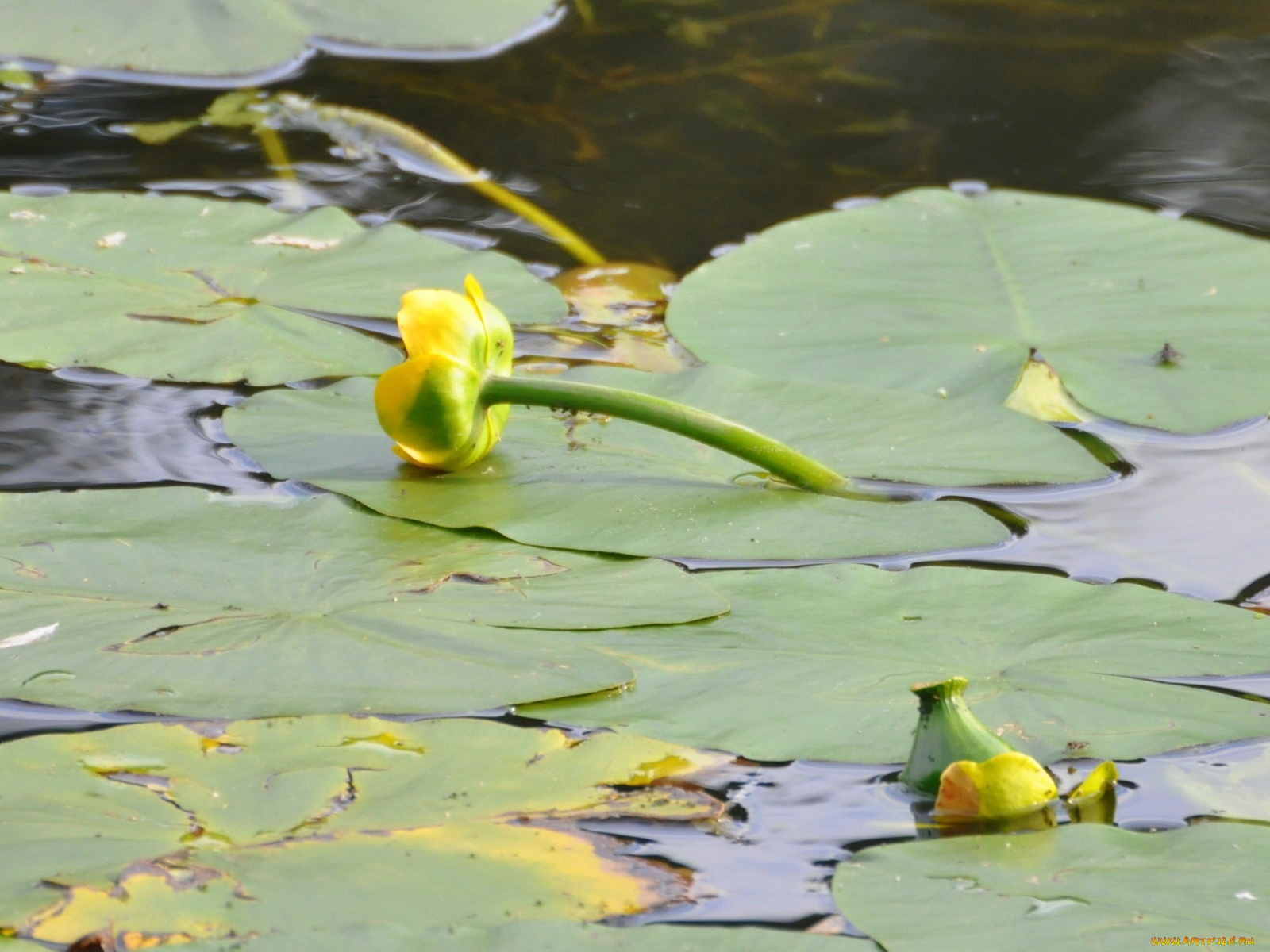 цветы, лилии, водяные, нимфеи, кувшинки