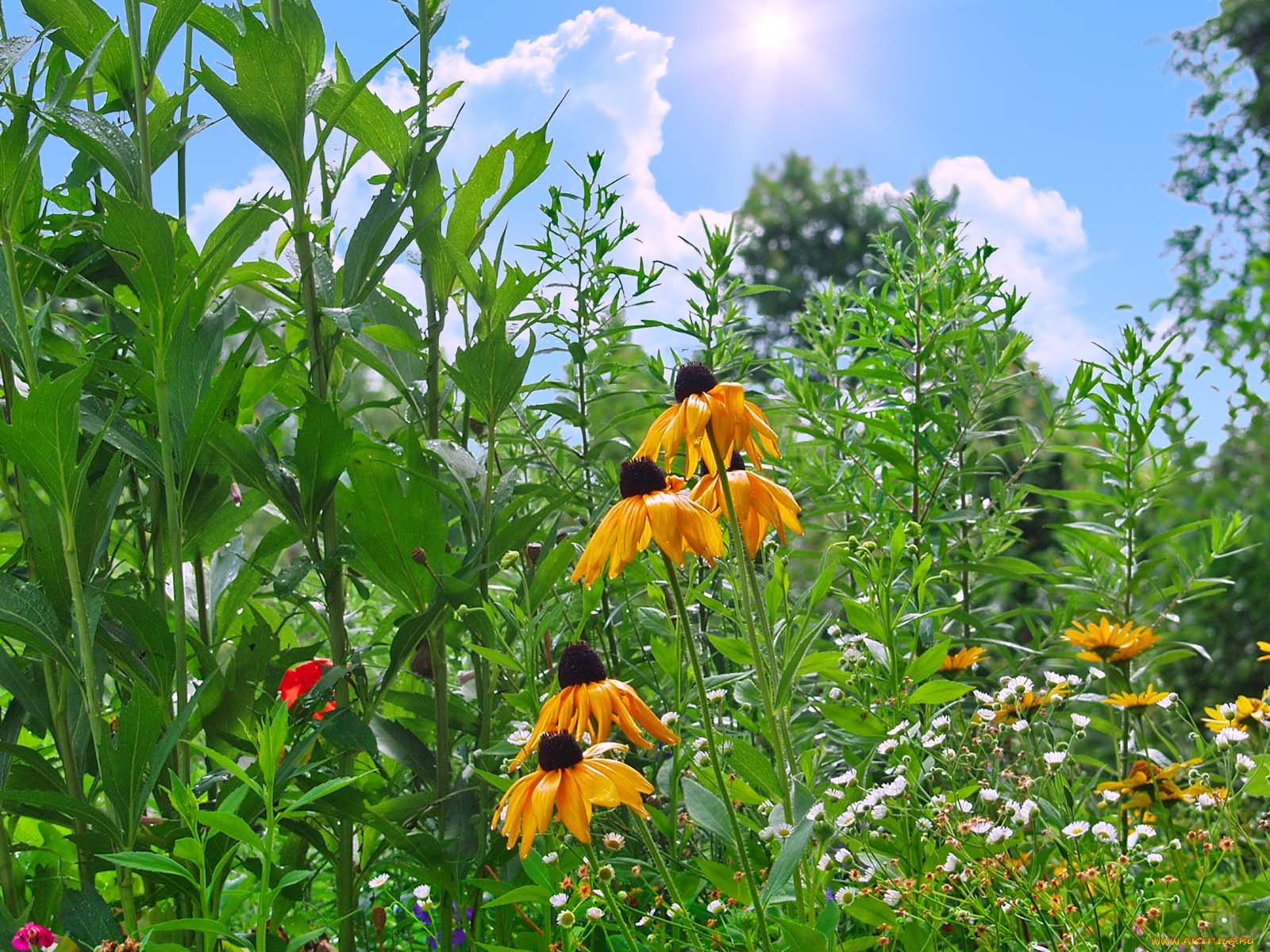 цветы, рудбекия