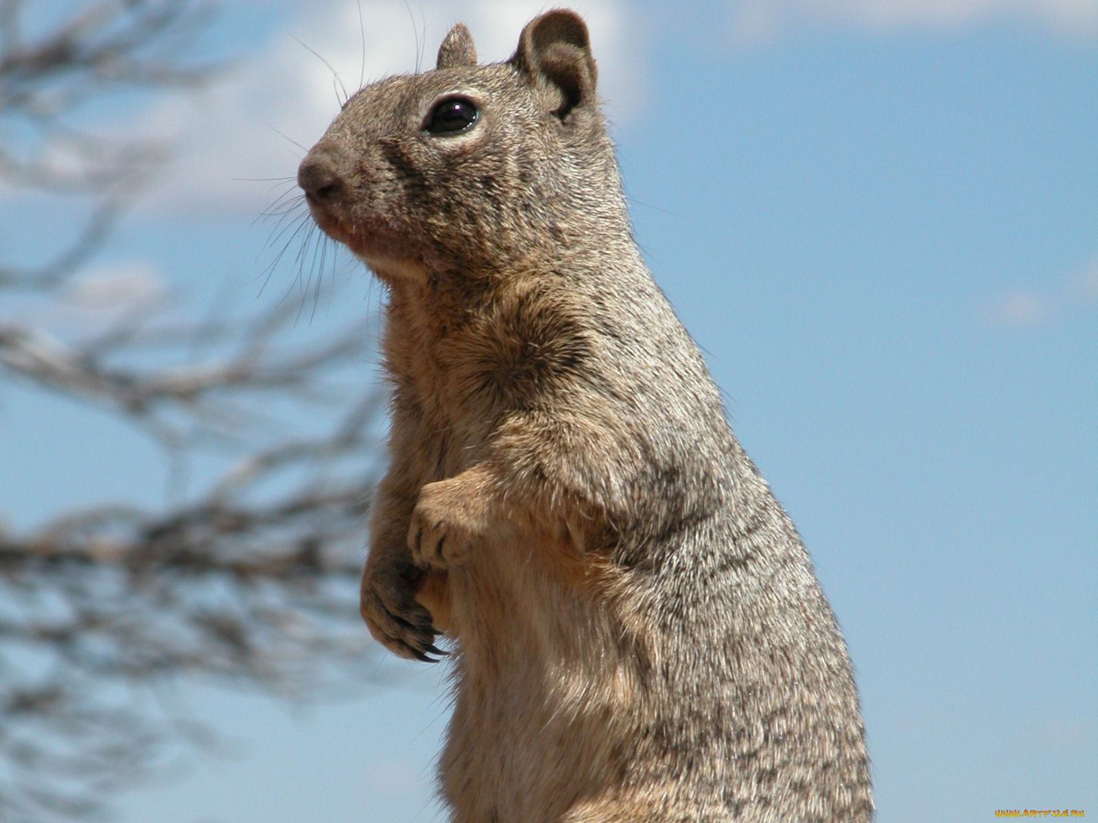 животные, белки