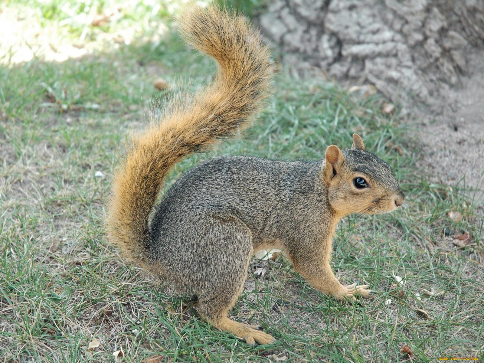 животные, белки