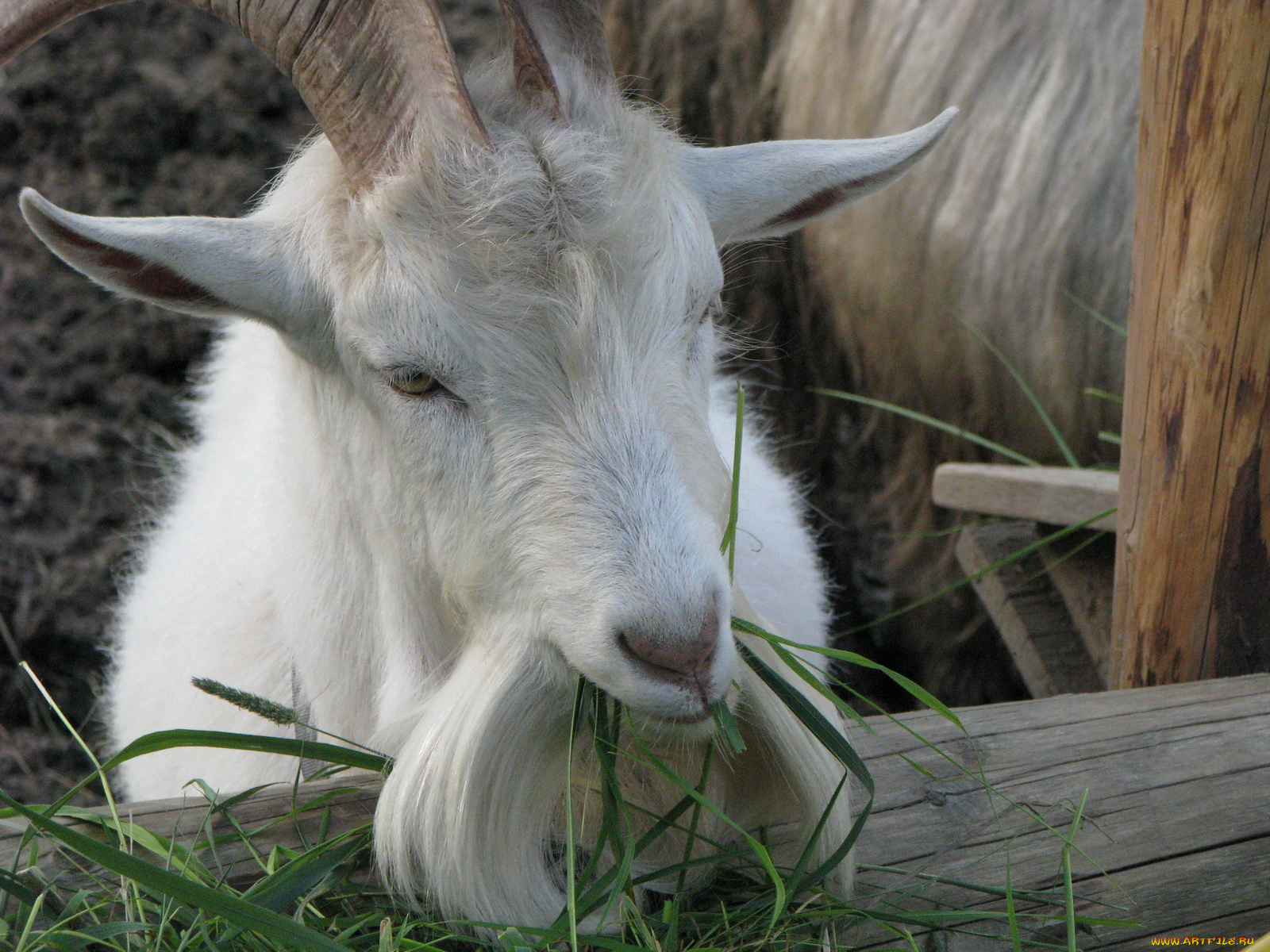 животные, козы