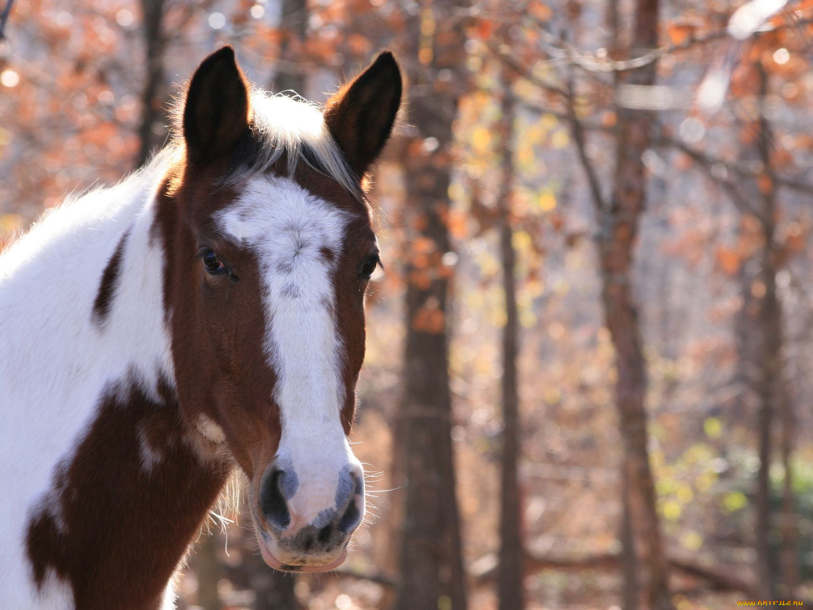 животные, лошади