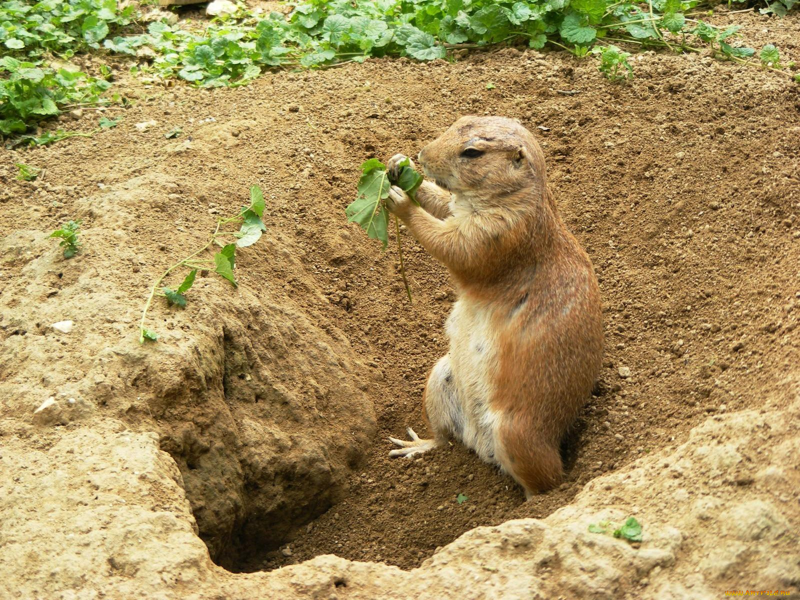 животные, суслики, сурки