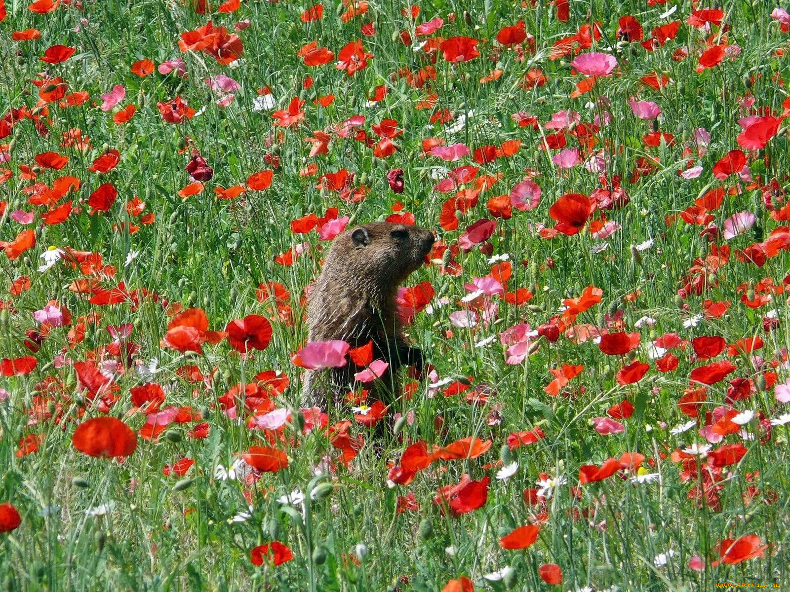 животные, суслики, сурки