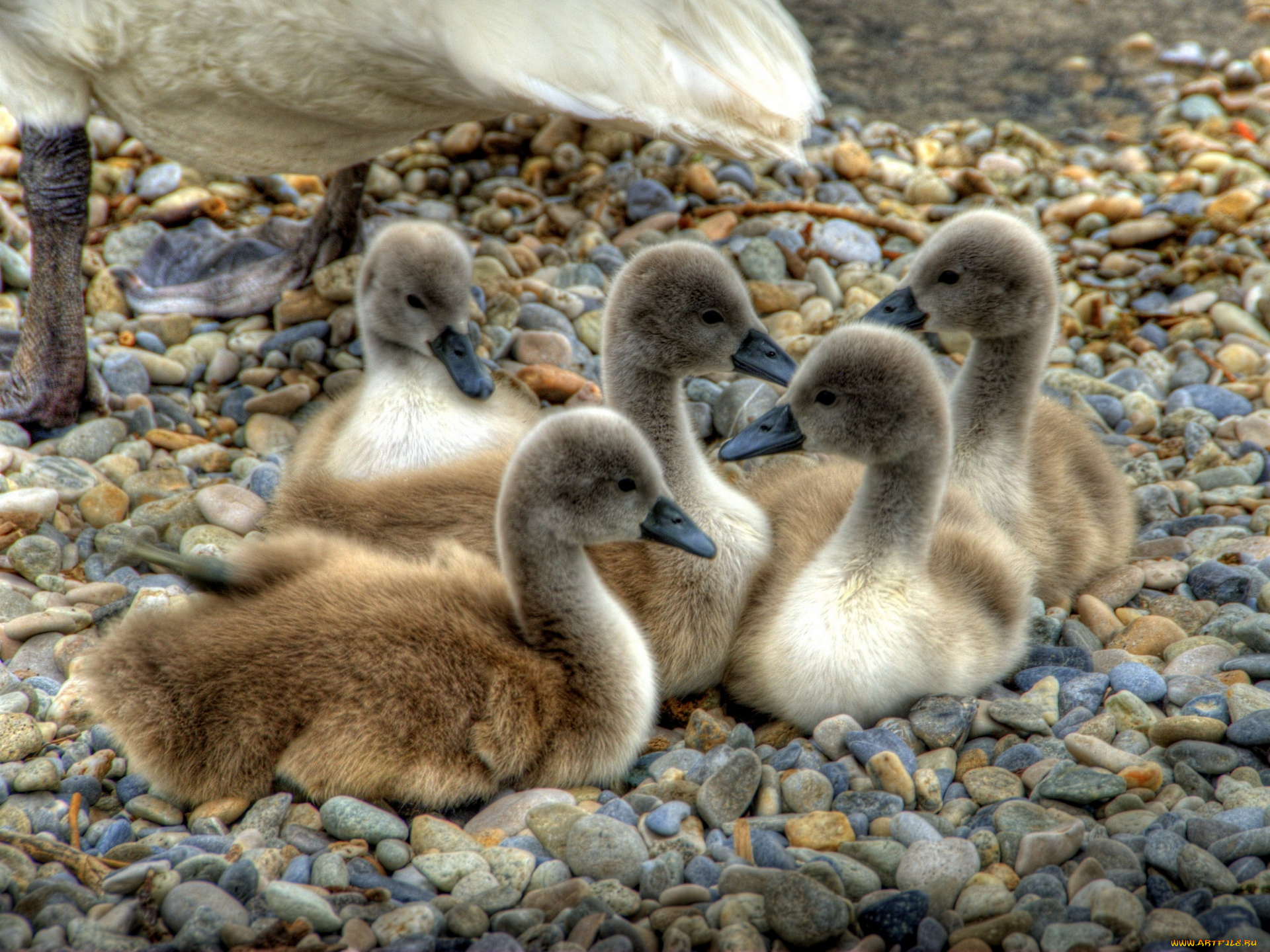 животные, лебеди