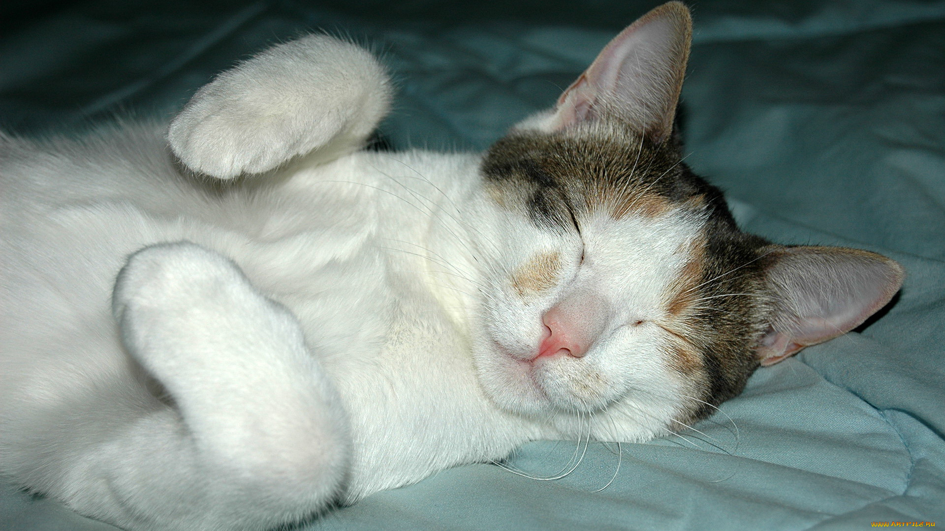 животные, коты