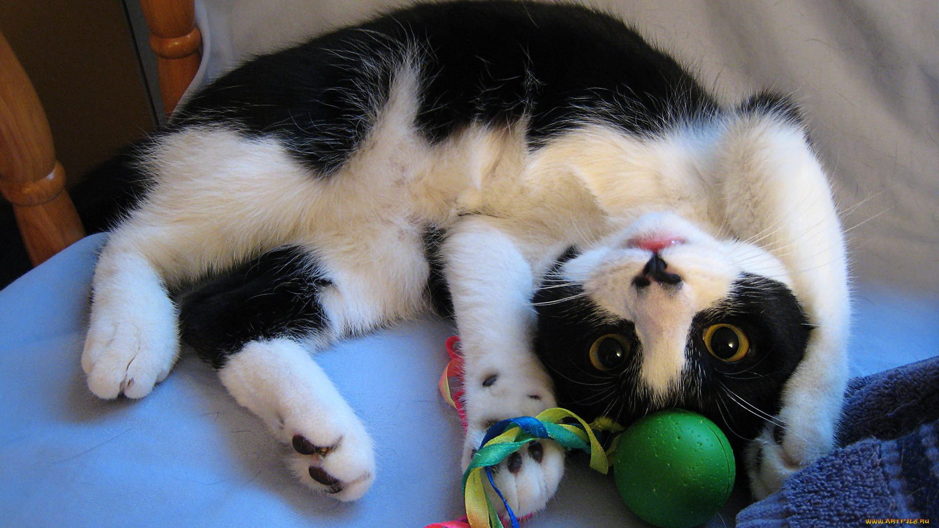 животные, коты