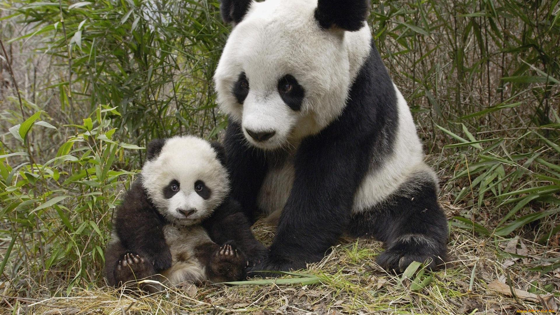 животные, панды