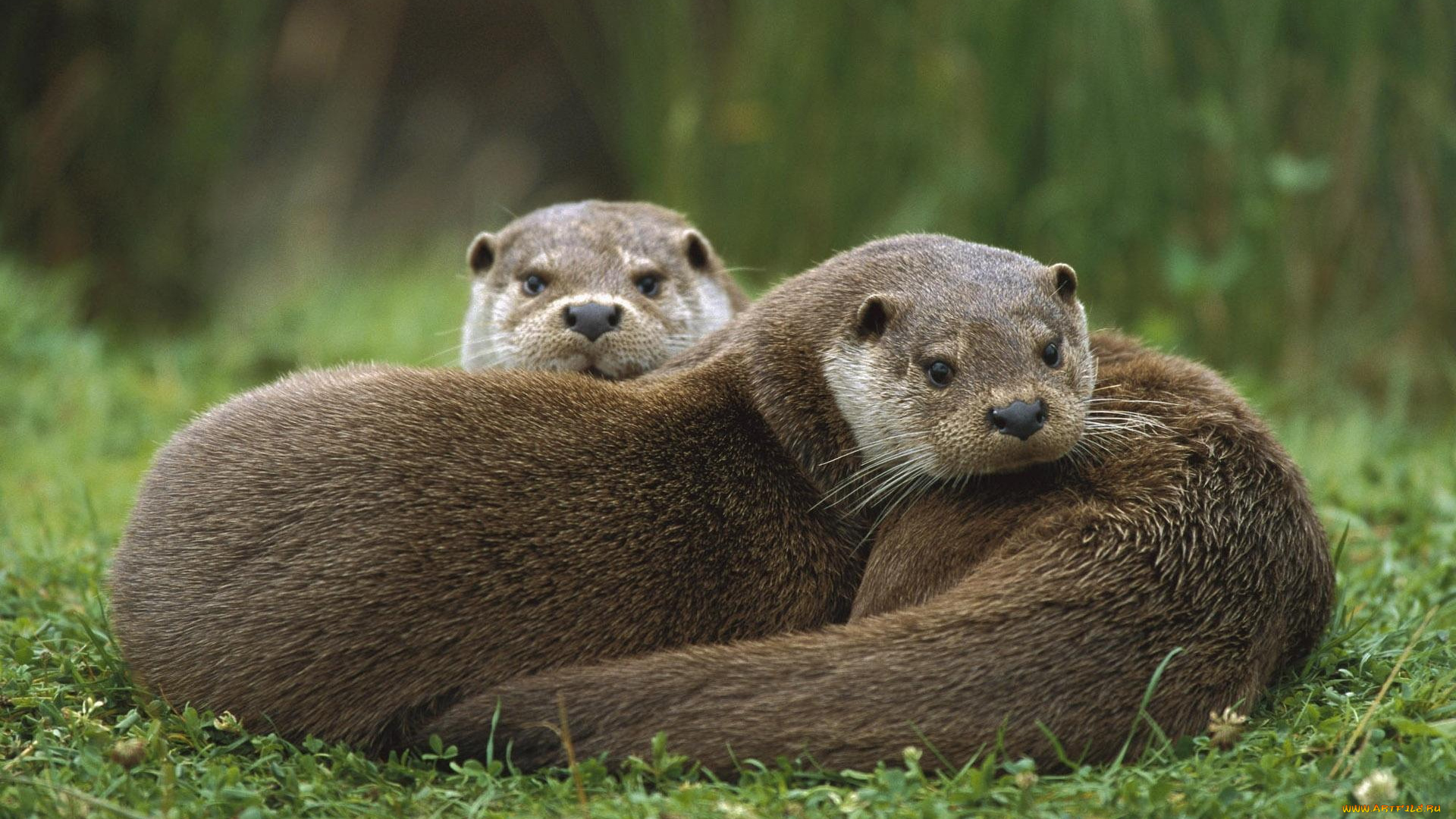 животные, выдры, каланы, ондатры