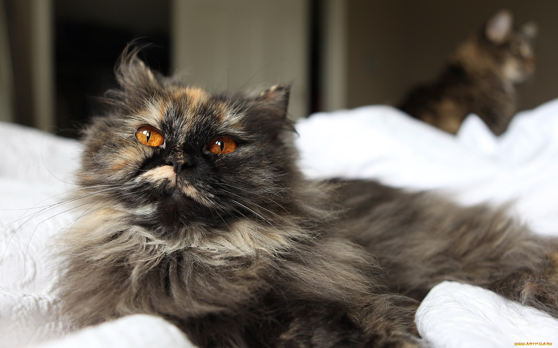 животные, коты