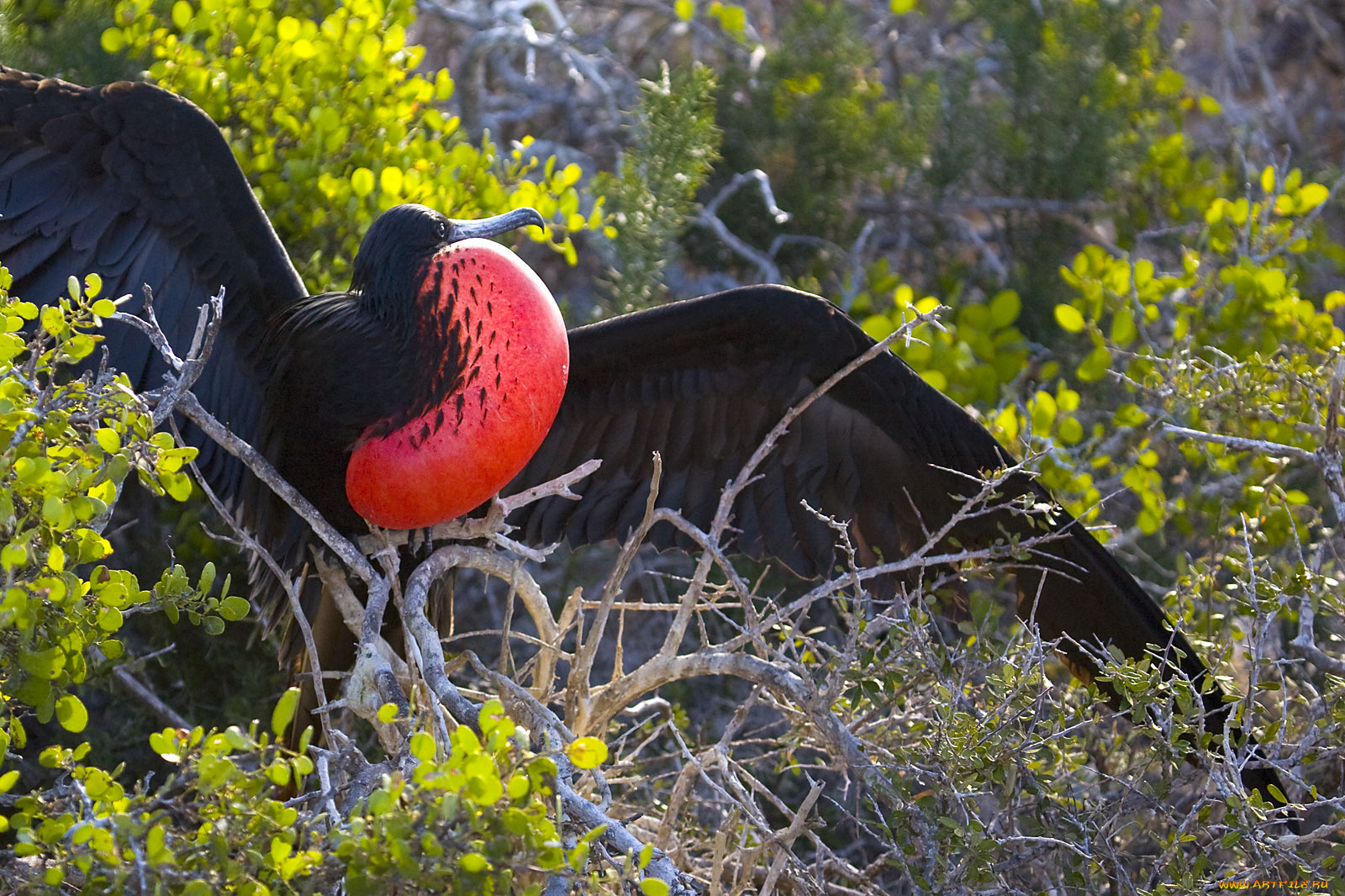 фрегат, животные, фрегаты, красная, грудка, расправленные, крылья