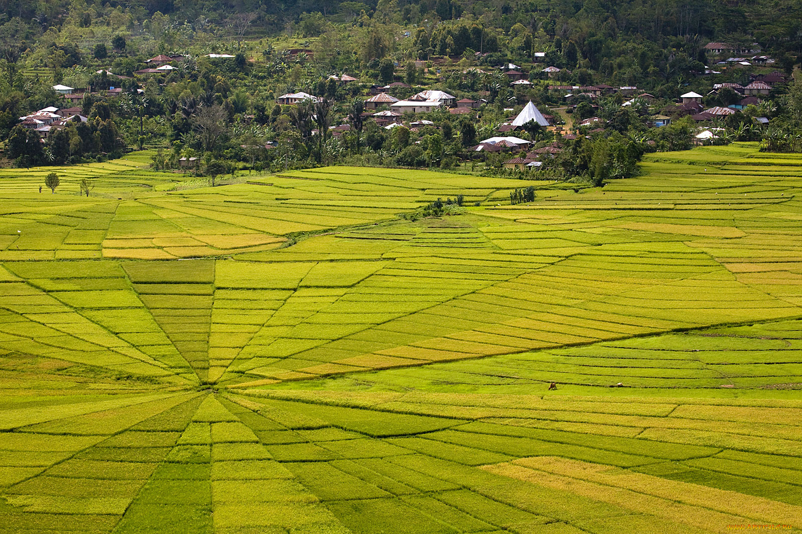 природа, поля, деревья, дома