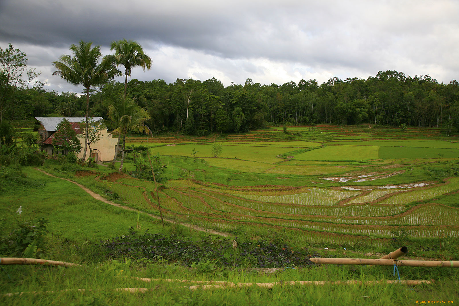 природа, поля, дома, пальмы, деревья
