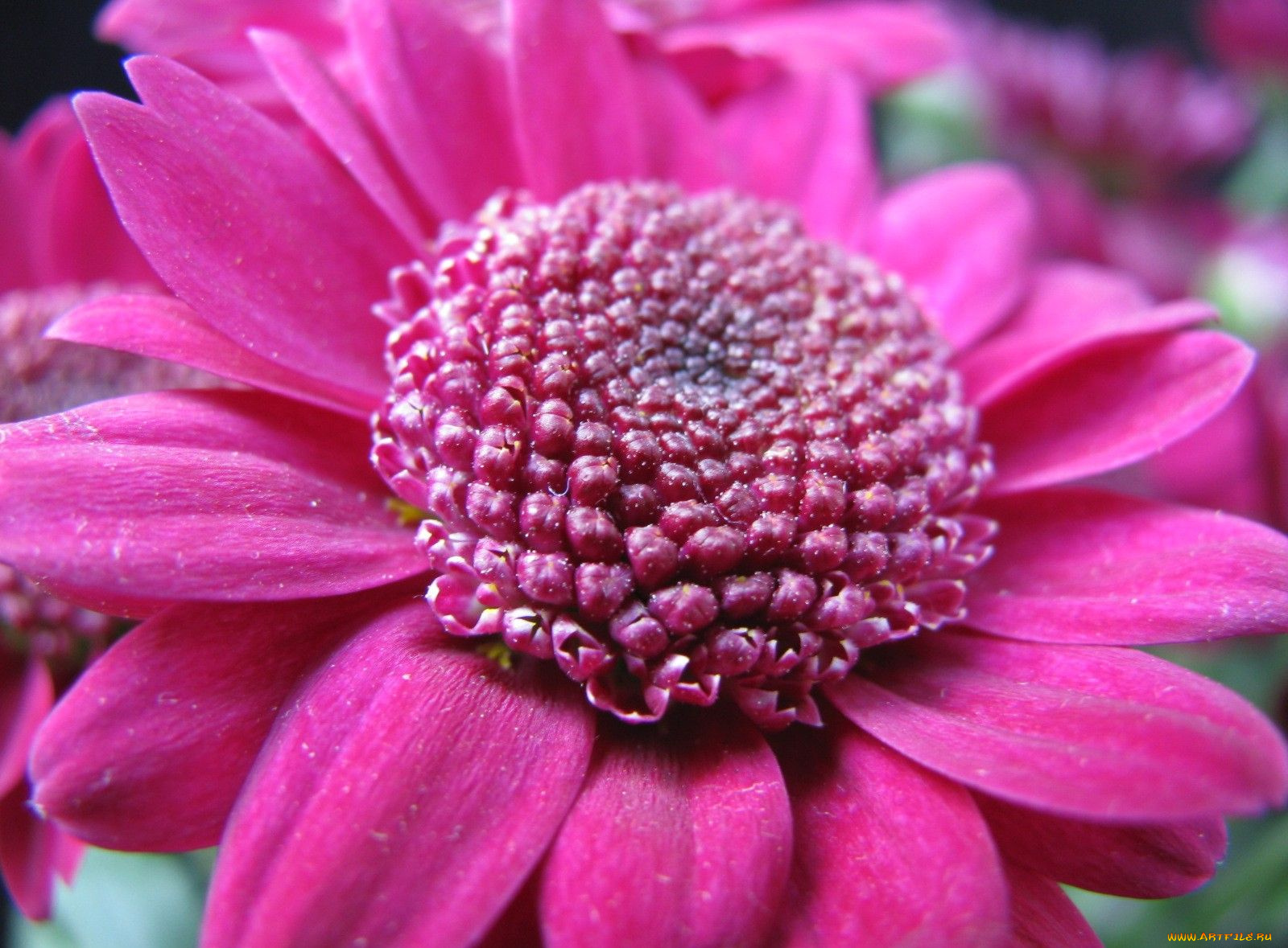 цветы, цинерария