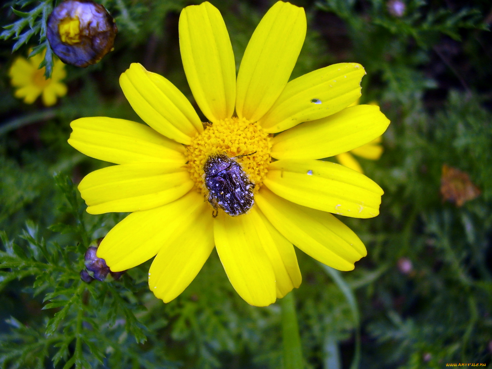 животные, насекомые, жук