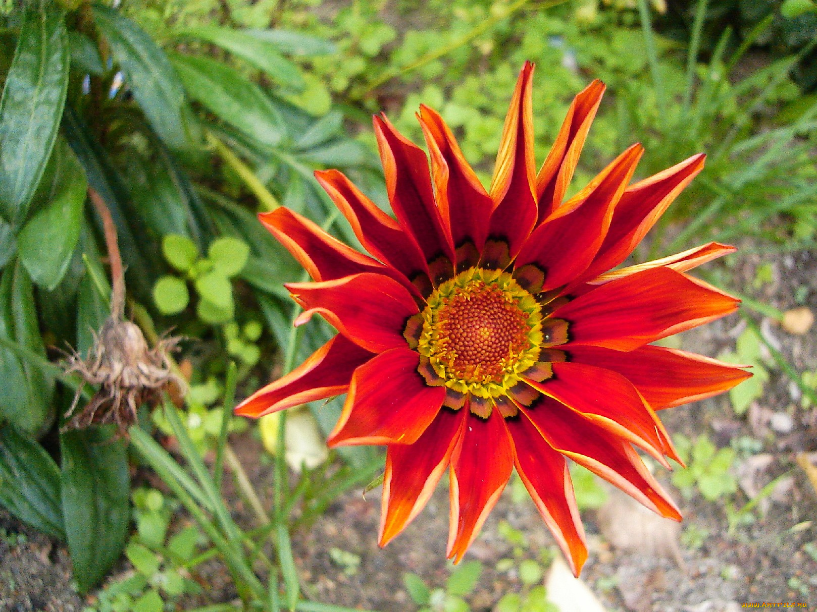 цветы, газания