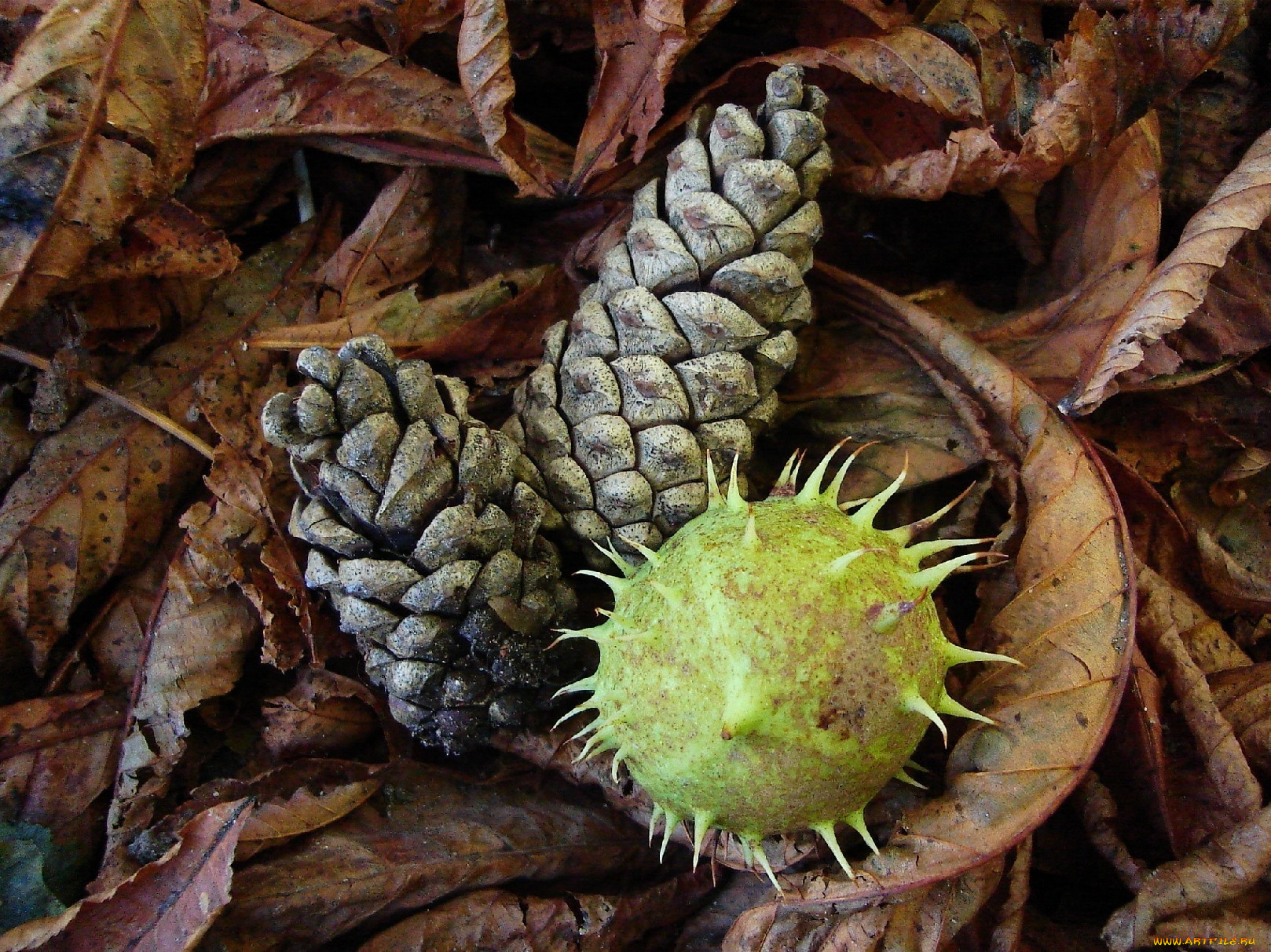 природа, шишки, жёлуди, каштаны, сухие, листья